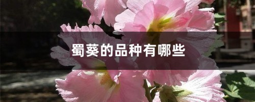 蜀葵的品种有哪些