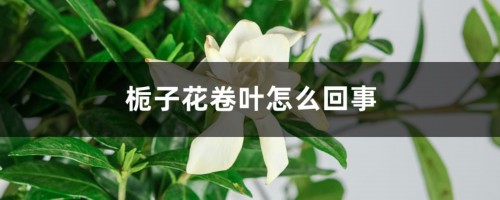 栀子花叶子打卷怎么办