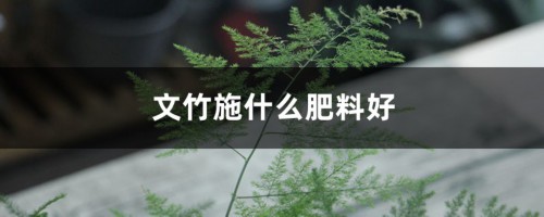 文竹施什么肥料好，施肥可以用速效复合肥吗