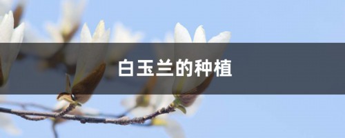 白玉兰的种植方法