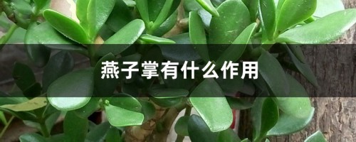 燕子掌有什么作用