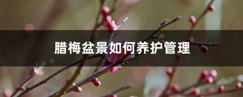 腊梅盆景如何养护管理