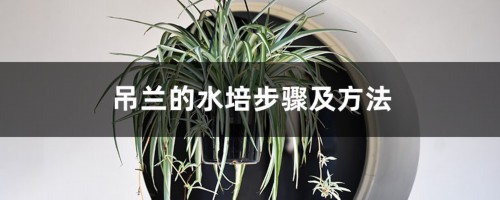 吊兰的水培步骤及方法