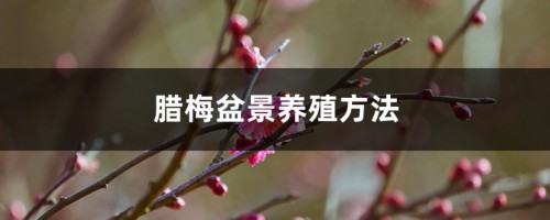 腊梅盆景养殖方法（室内和室外方法不同）