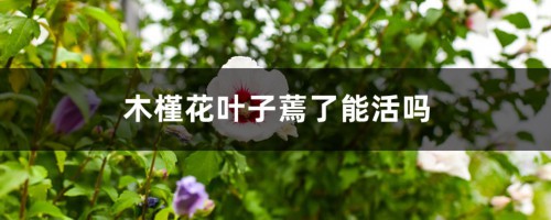 木槿花叶子蔫了能活吗