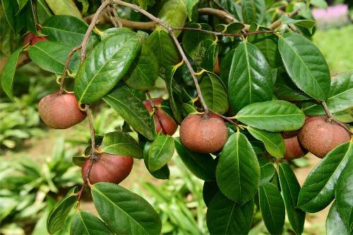 油茶