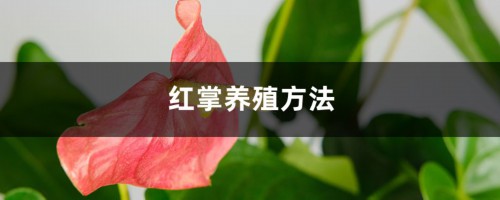 红掌养殖方法