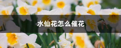 水仙花怎么催花