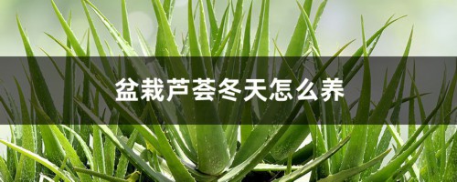 盆栽芦荟冬天怎么养