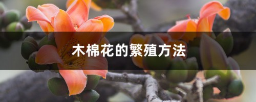 木棉花的繁殖方法