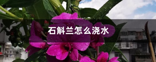 石斛兰怎么浇水