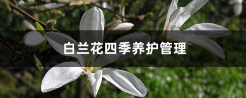 白兰花四季养护管理